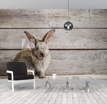 Picture of rabbit on wooden background